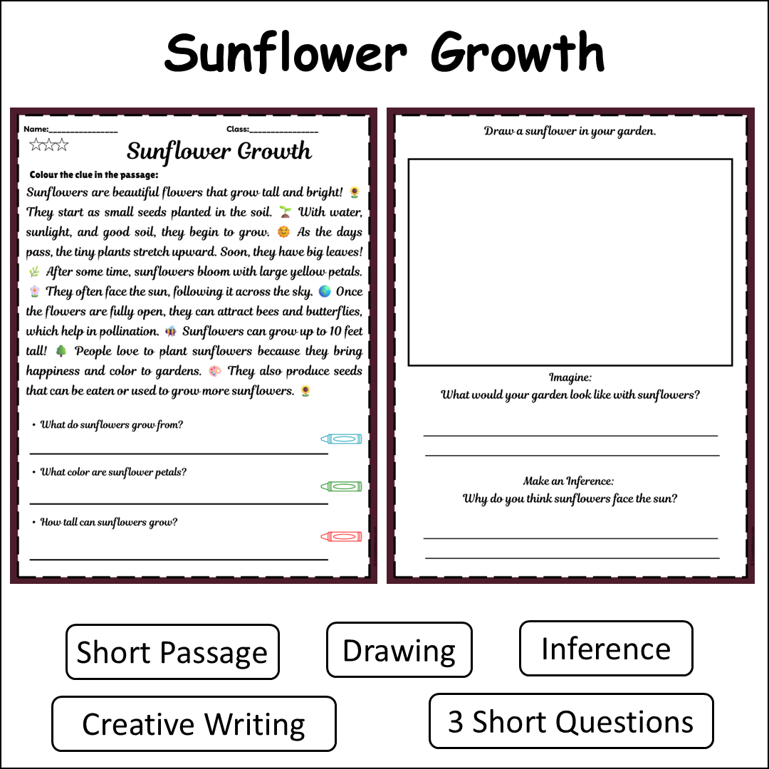 Sunflower Growth | Short Reading Comprehension Creative Worksheet