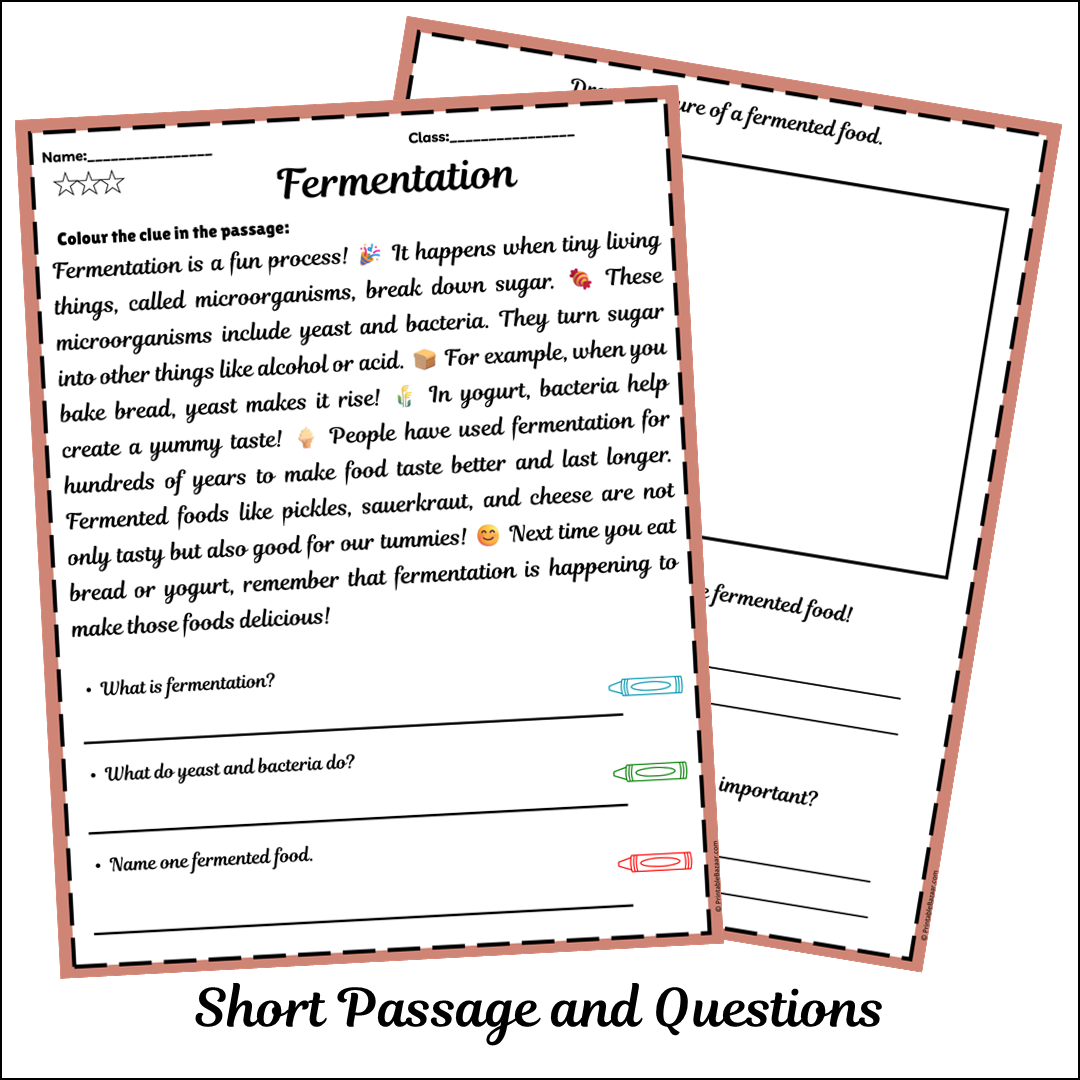 Fermentation | Short Reading Comprehension Creative Worksheet