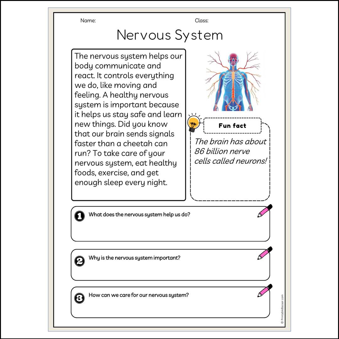 Nervous System | Reading Passage Comprehension Questions Writing Facts Worksheet