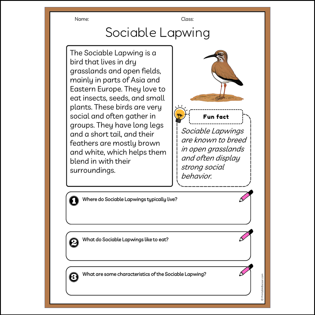 Sociable Lapwing | Reading Passage Comprehension Questions Writing Facts Worksheet