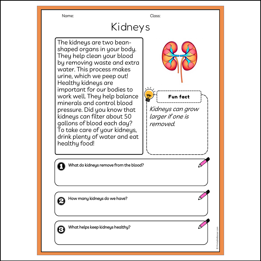 Kidneys | Reading Passage Comprehension Questions Writing Facts Worksheet
