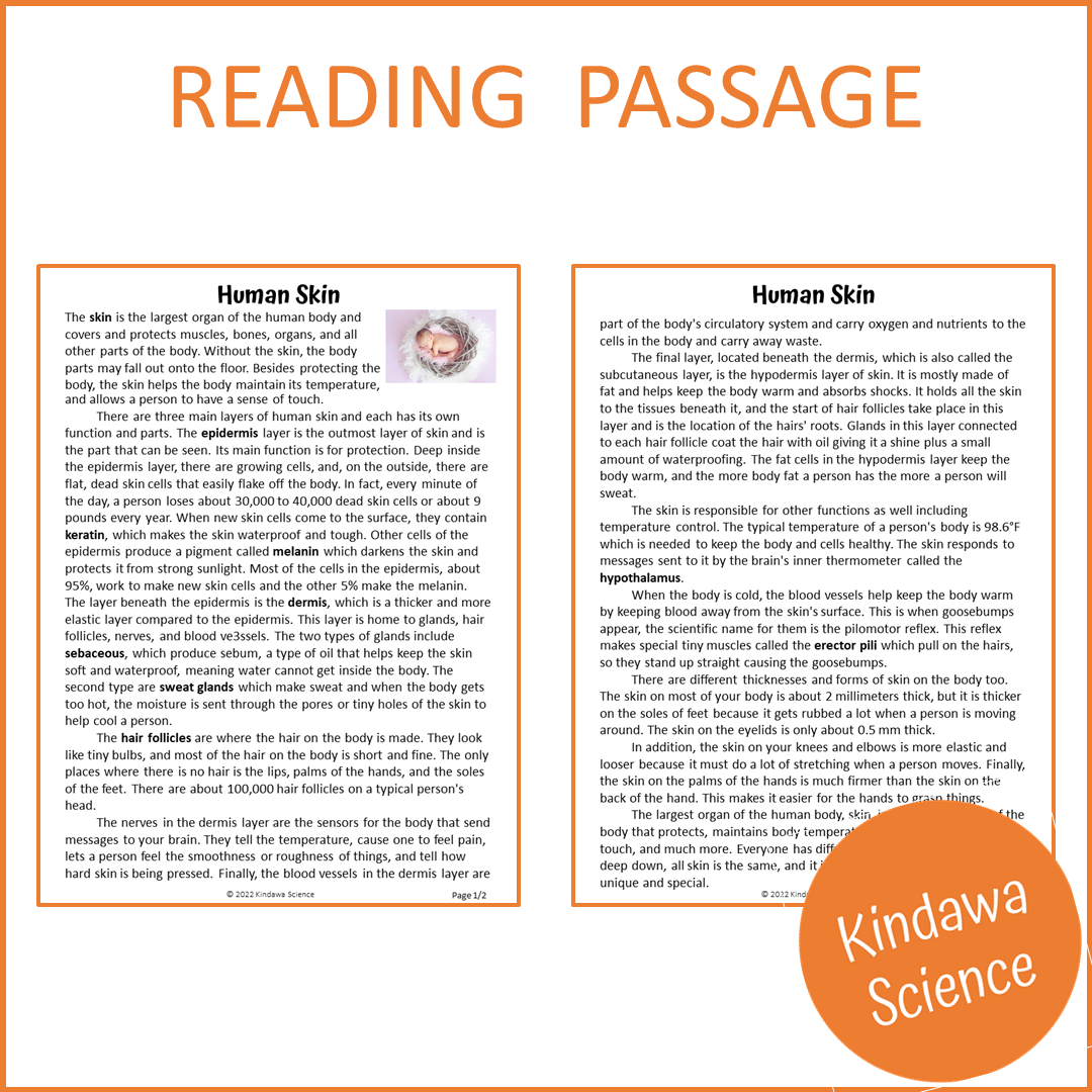Human Skin Reading Comprehension Passage and Questions | Printable PDF