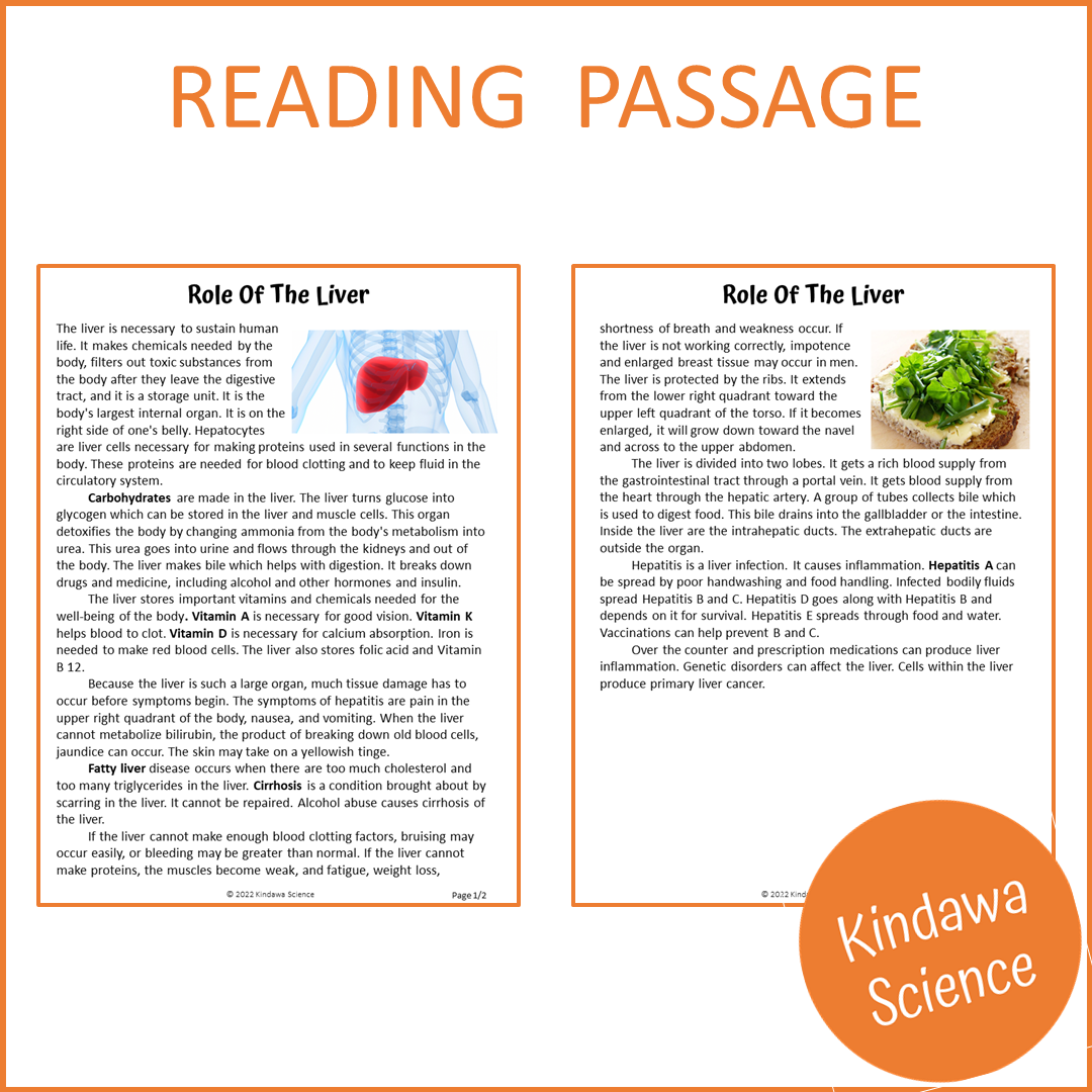 Role Of The Liver Reading Comprehension Passage and Questions | Printable PDF