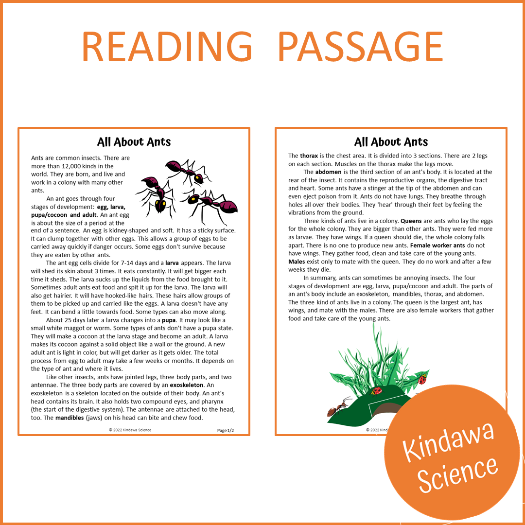 All About Ants Reading Comprehension Passage and Questions | Printable PDF