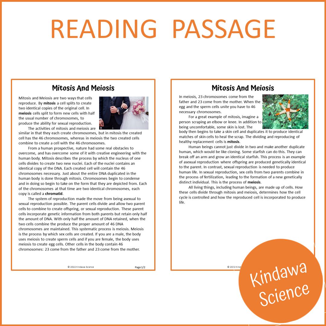 Mitosis And Meiosis Reading Comprehension Passage and Questions | Printable PDF
