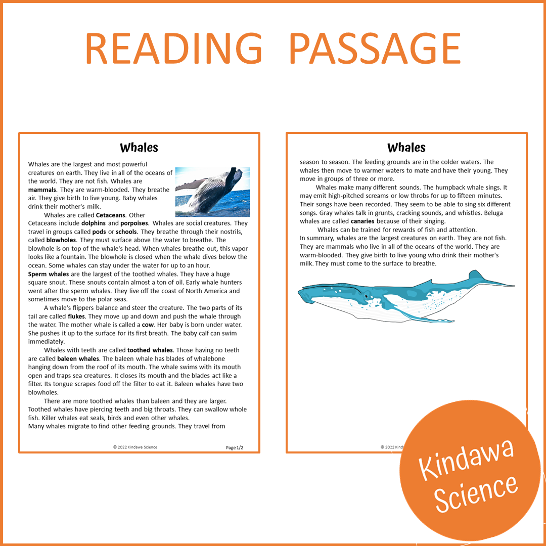 Whales Reading Comprehension Passage and Questions | Printable PDF