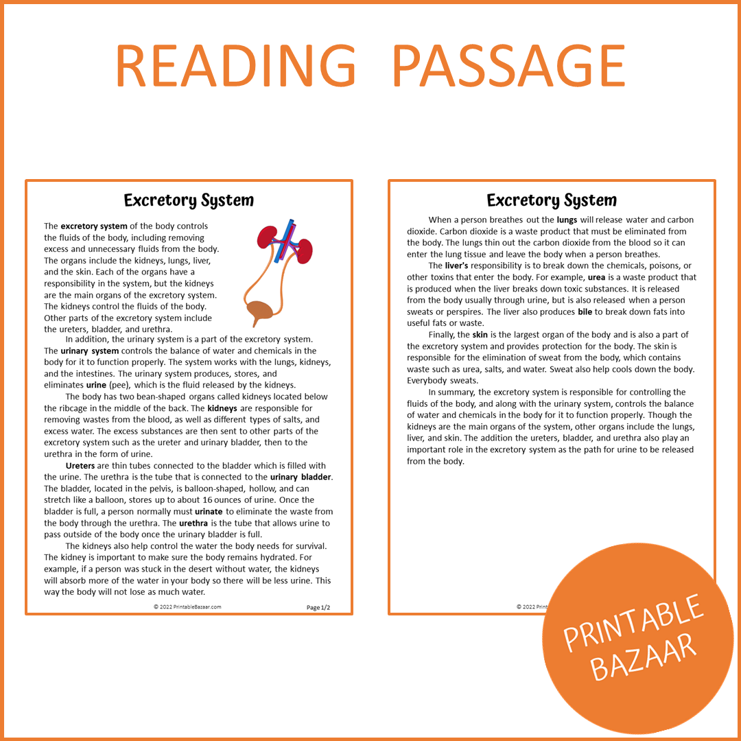 Excretory System Reading Comprehension Passage and Questions | Printable PDF