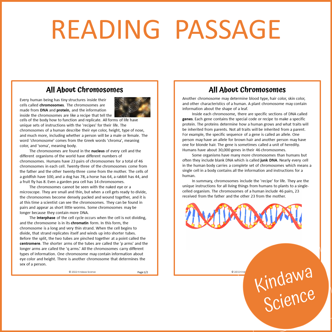 All About Chromosomes Reading Comprehension Passage and Questions | Printable PDF