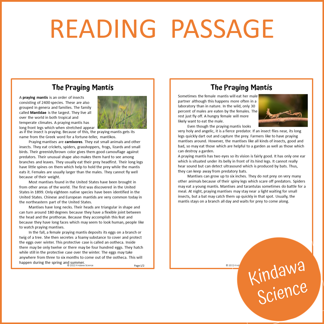 The Praying Mantis Reading Comprehension Passage and Questions | Printable PDF