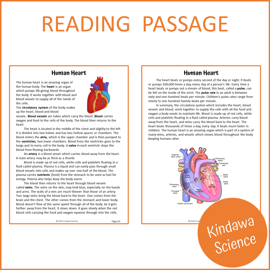 Human Heart Reading Comprehension Passage and Questions | Printable PDF