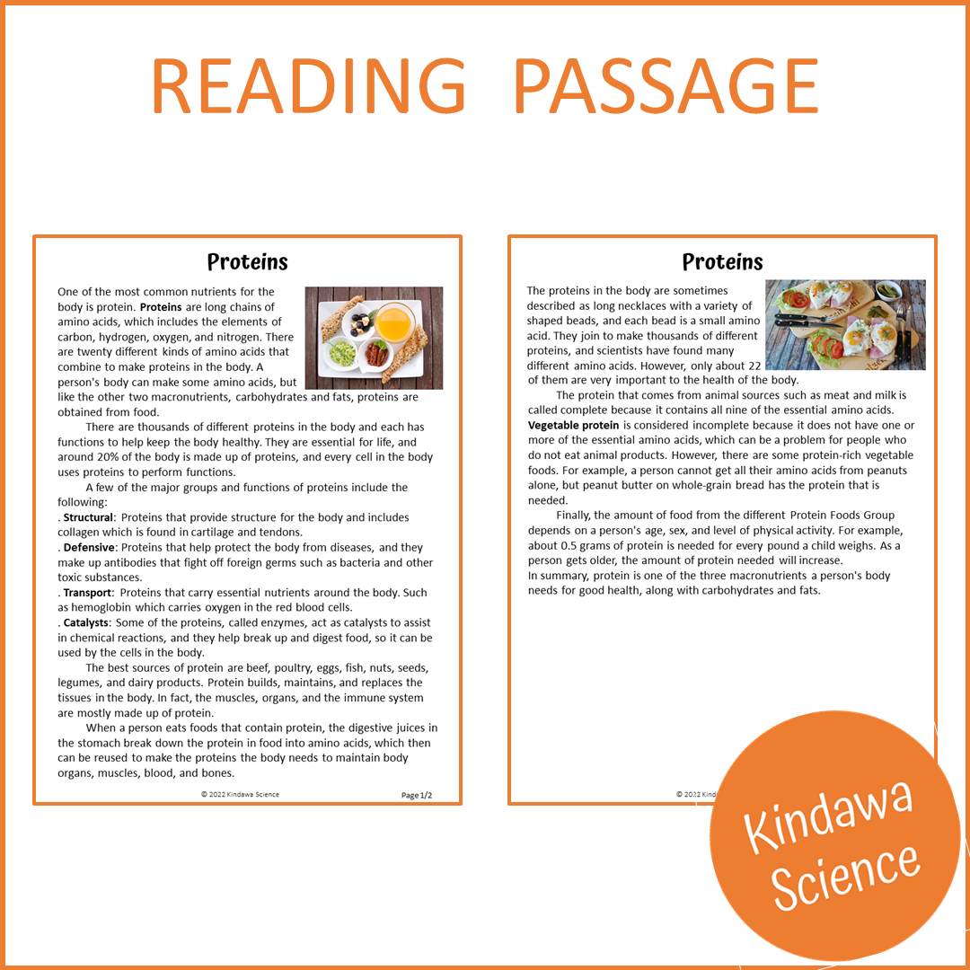 Proteins Reading Comprehension Passage and Questions | Printable PDF
