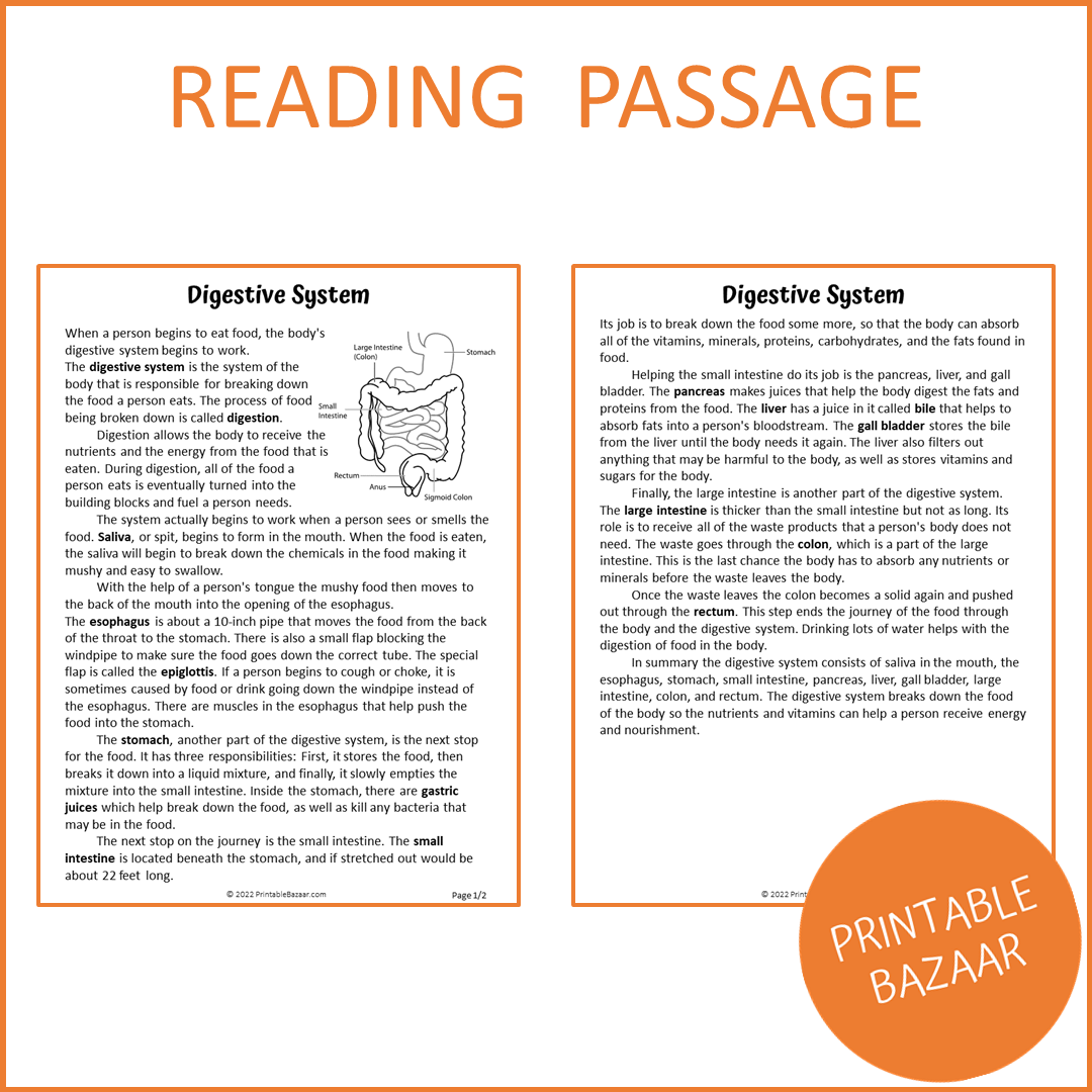 Digestive System Reading Comprehension Passage and Questions | Printable PDF