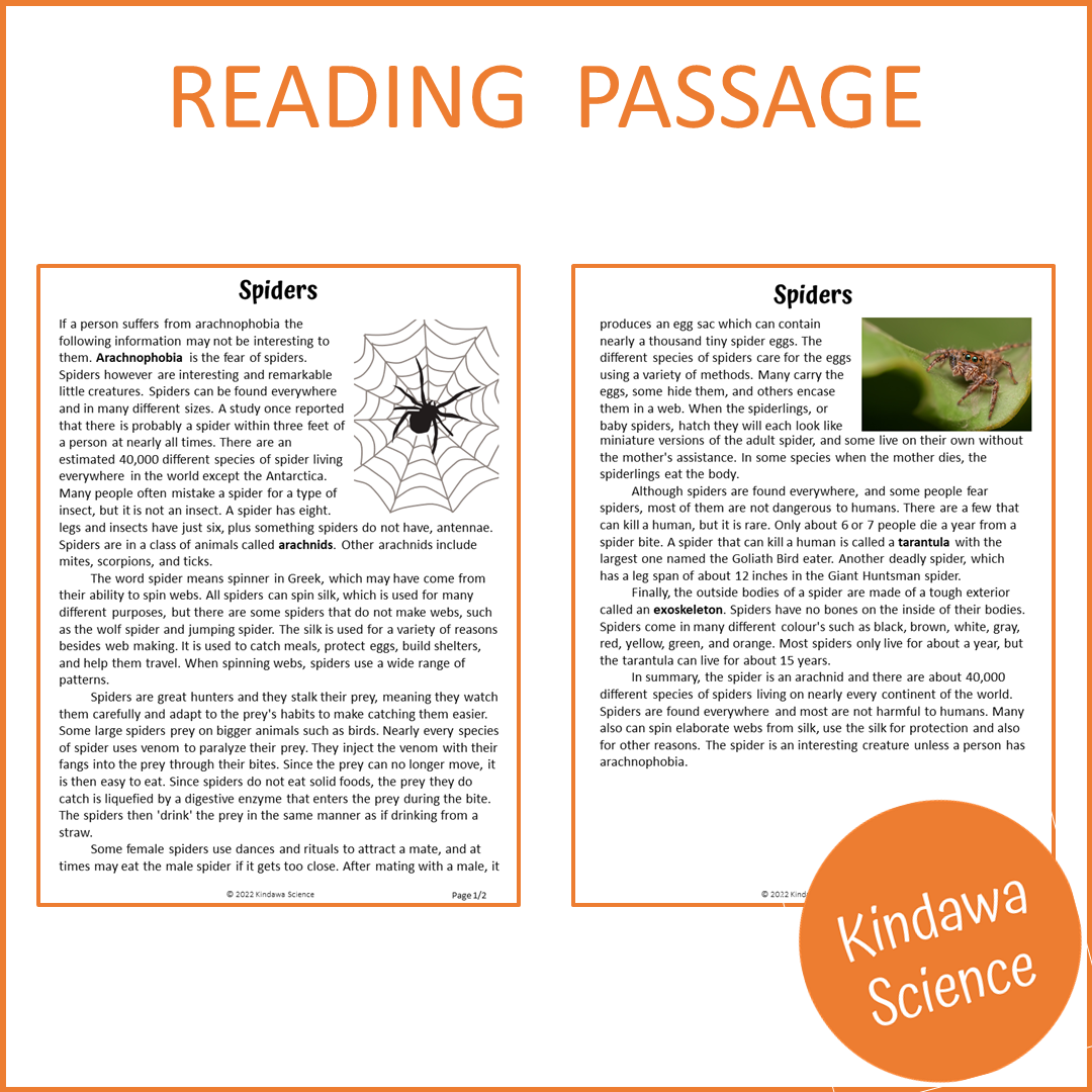 Spiders Reading Comprehension Passage and Questions | Printable PDF