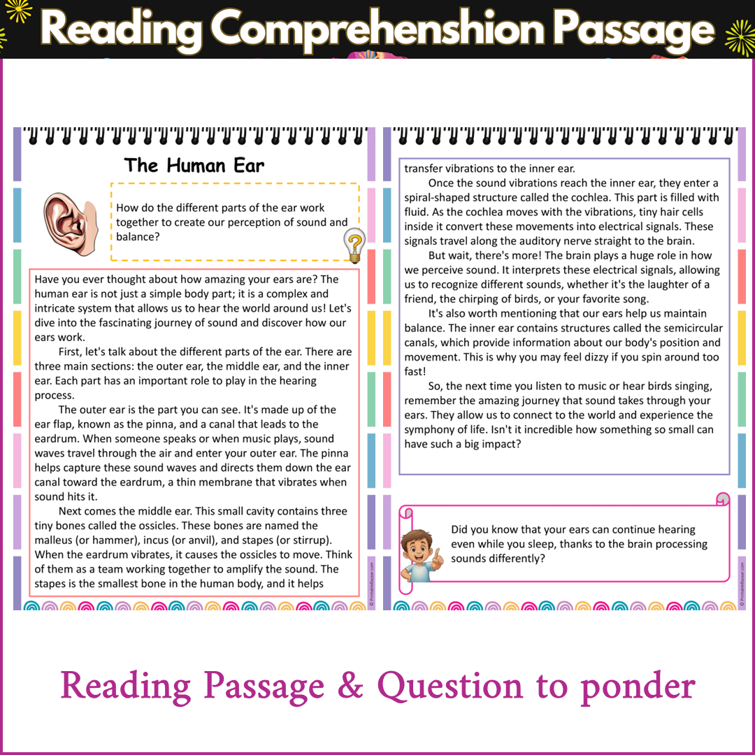 The Human Ear | Reading Comprehension Passage and Questions