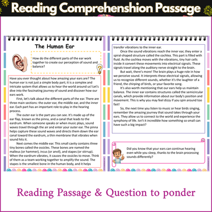 The Human Ear | Reading Comprehension Passage and Questions