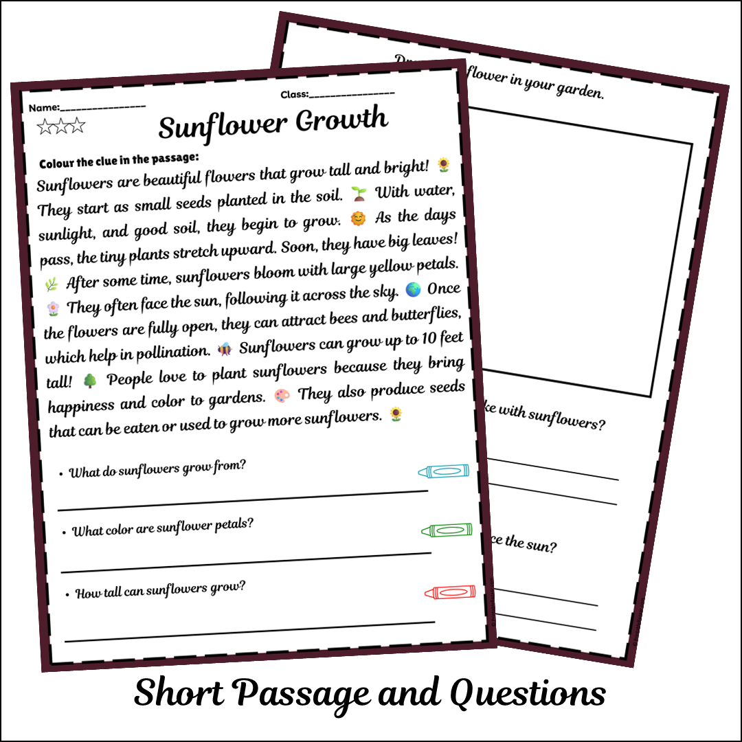 Sunflower Growth | Short Reading Comprehension Creative Worksheet