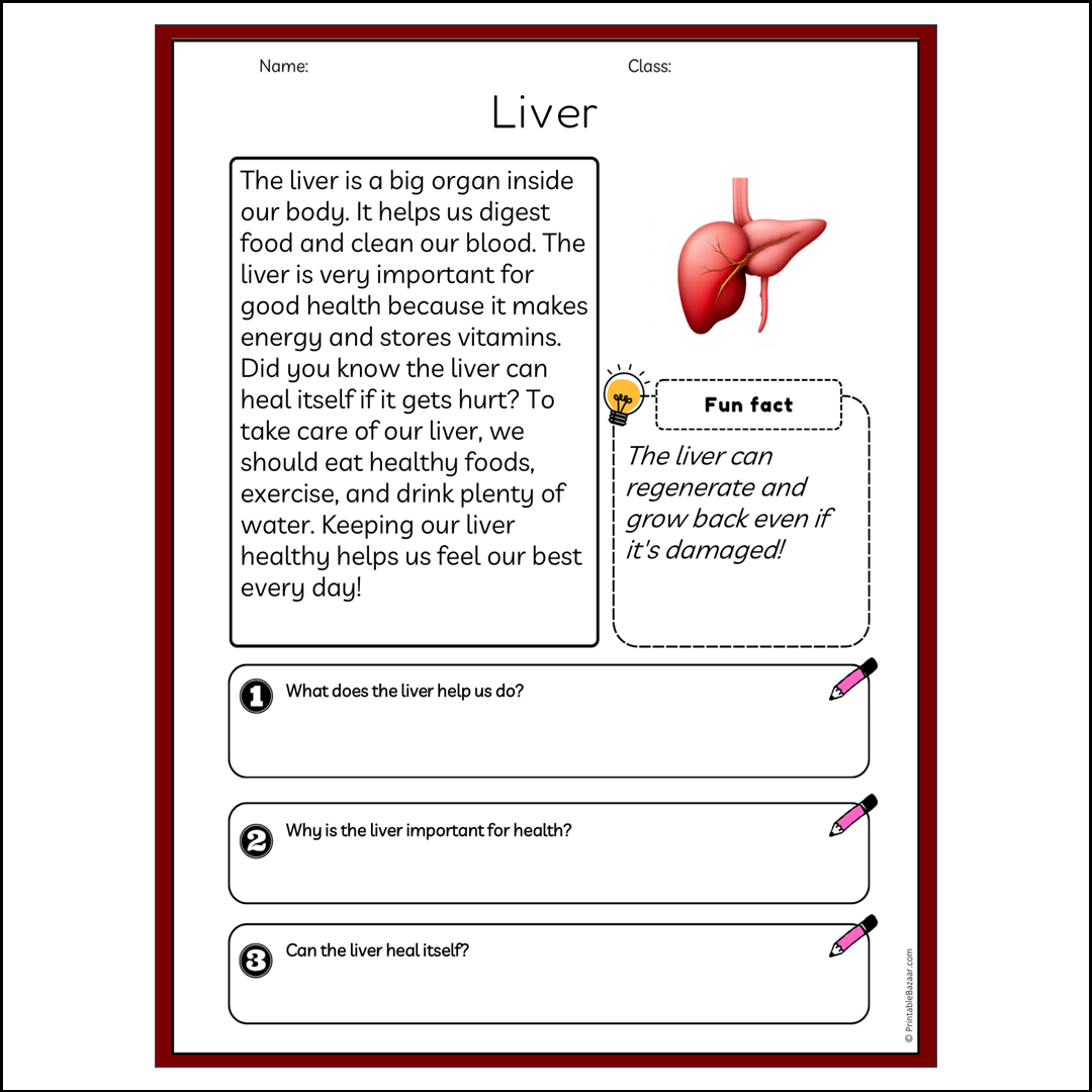 Liver | Reading Passage Comprehension Questions Writing Facts Worksheet