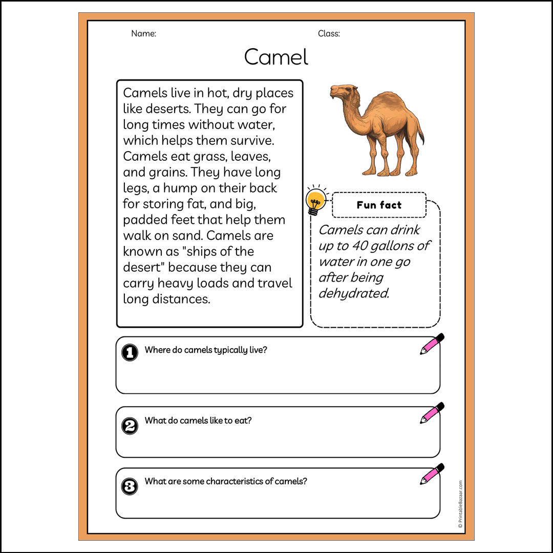 Camel | Reading Passage Comprehension Questions Writing Facts Worksheet