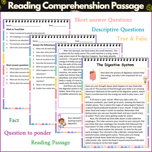 The Digestive System | Reading Comprehension Passage and Questions