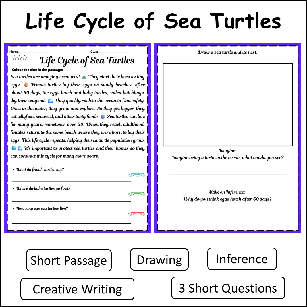 Life Cycle of Sea Turtles | Short Reading Comprehension Creative Worksheet
