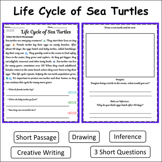 Life Cycle of Sea Turtles | Short Reading Comprehension Creative Worksheet