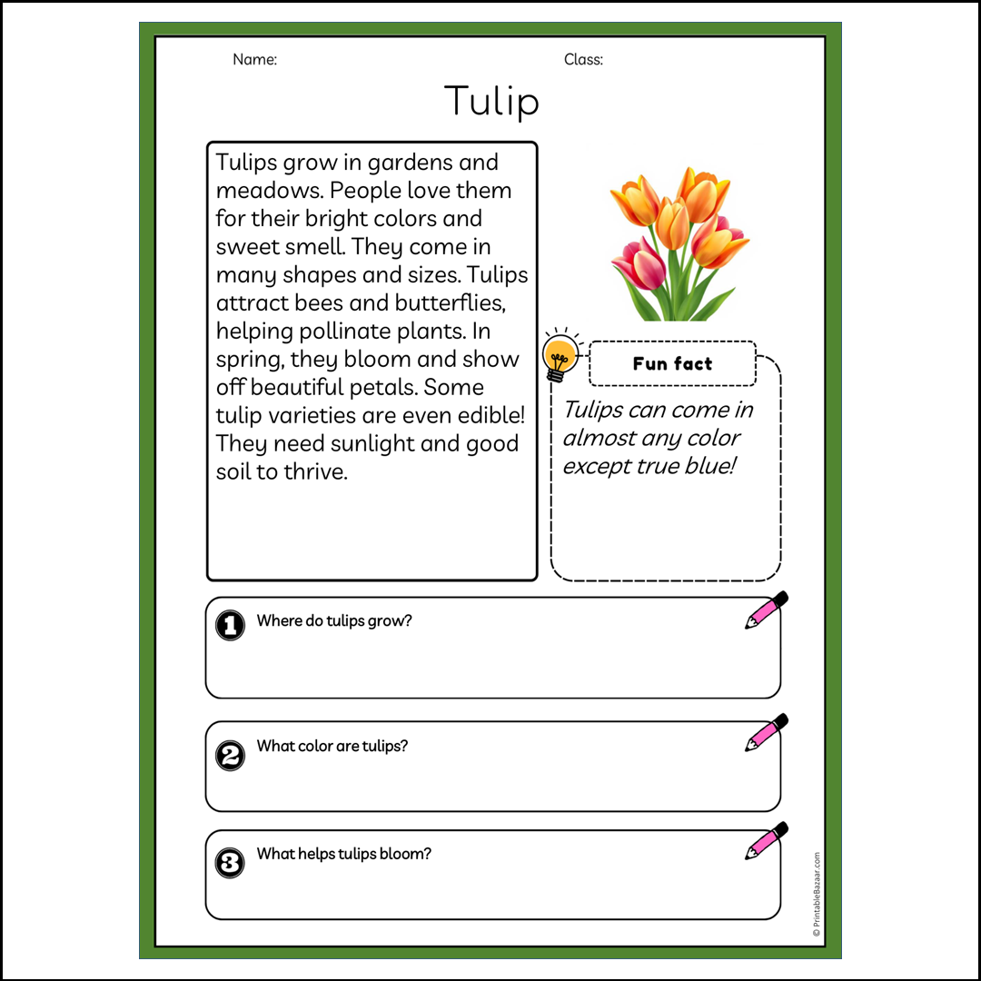 Tulip | Reading Passage Comprehension Questions Writing Facts Worksheet