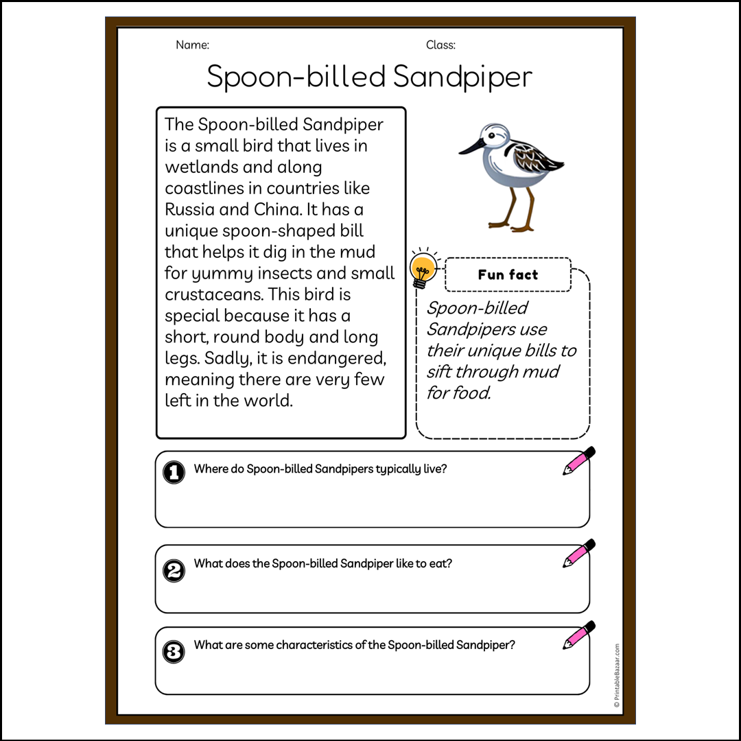 Spoon-billed Sandpiper | Reading Passage Comprehension Questions Writing Facts Worksheet