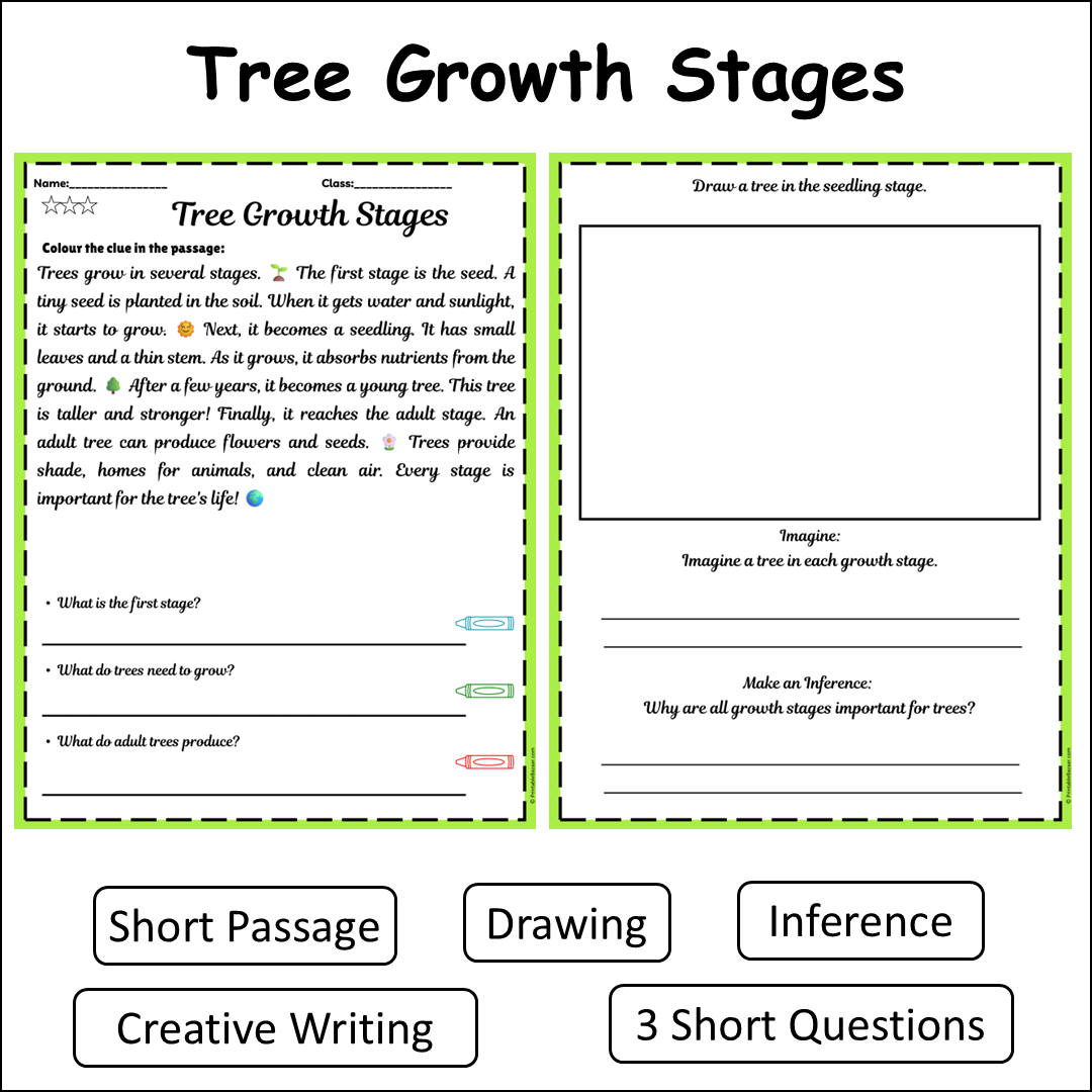 Tree Growth Stages | Short Reading Comprehension Creative Worksheet