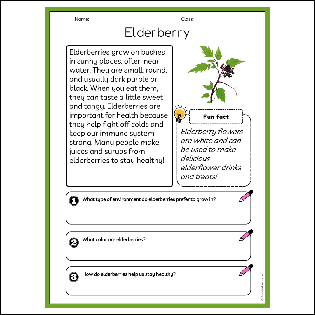 Elderberry | Reading Passage Comprehension Questions Writing Facts Worksheet