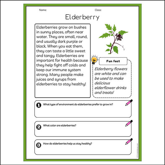 Elderberry | Reading Passage Comprehension Questions Writing Facts Worksheet