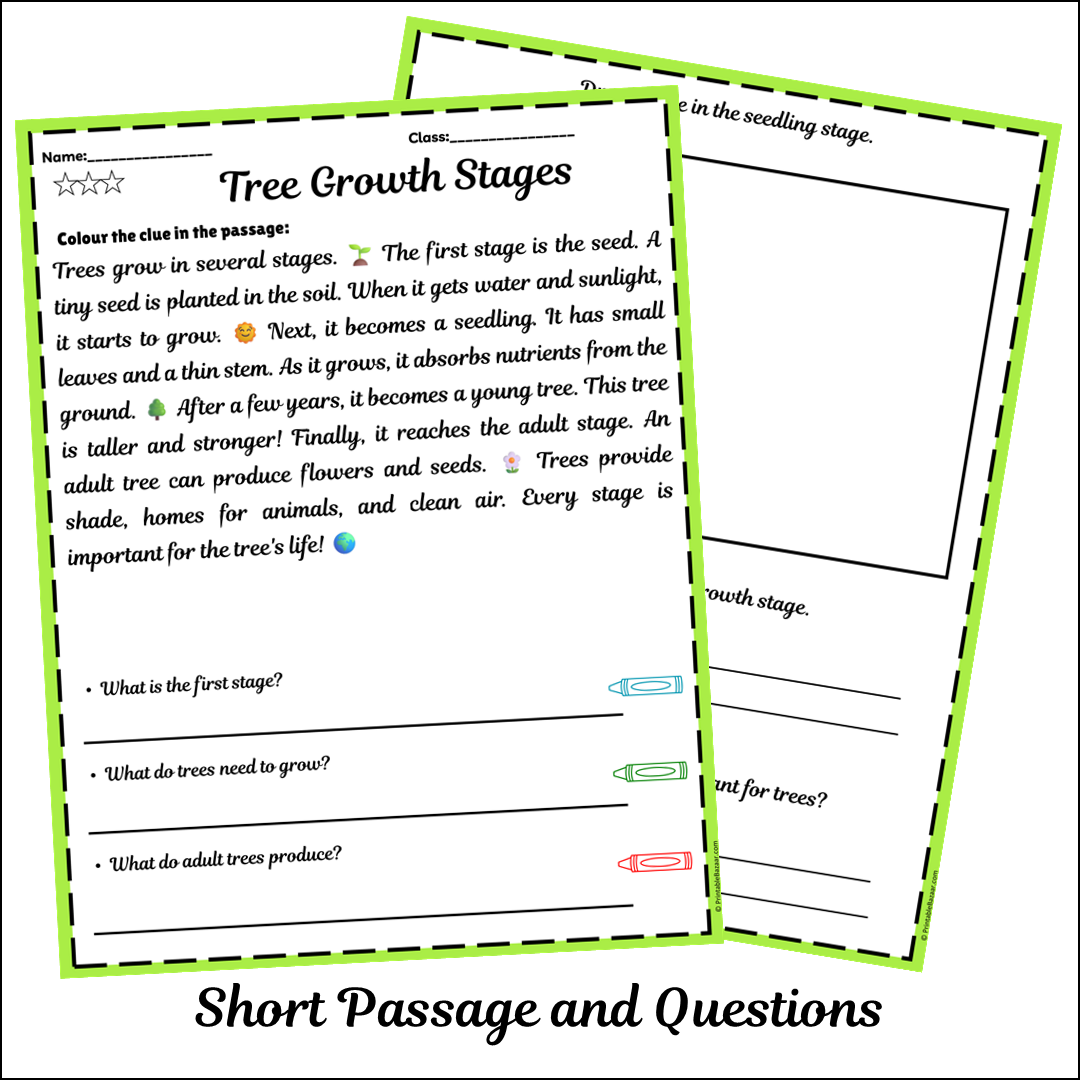 Tree Growth Stages | Short Reading Comprehension Creative Worksheet