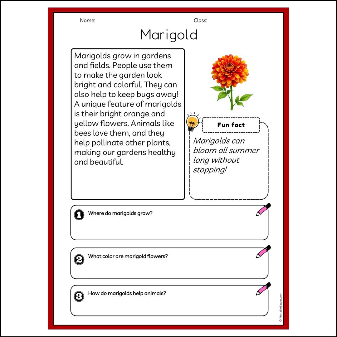 Marigold | Reading Passage Comprehension Questions Writing Facts Worksheet