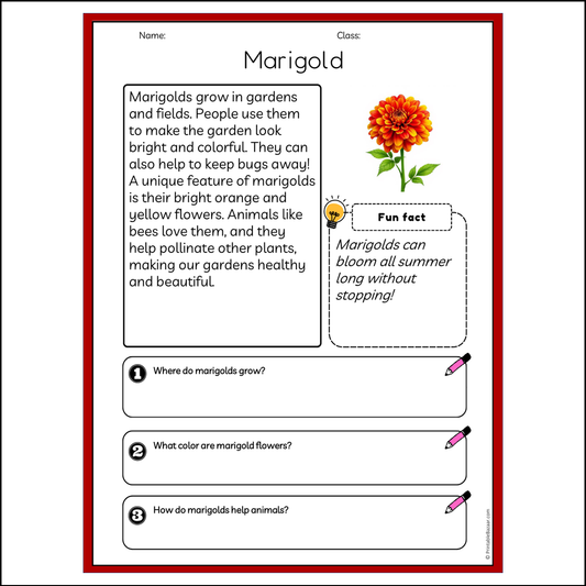 Marigold | Reading Passage Comprehension Questions Writing Facts Worksheet