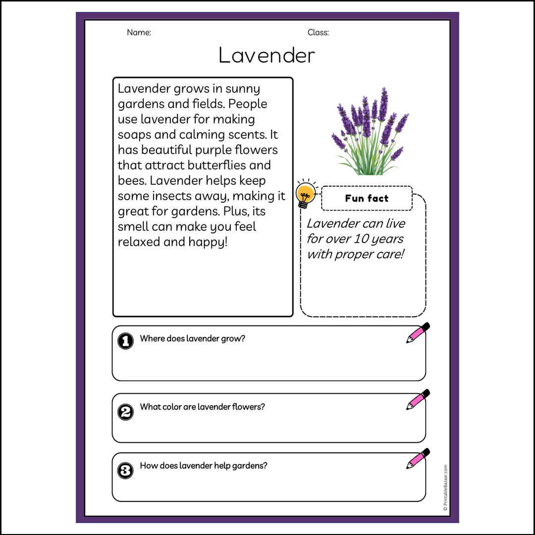 Lavender | Reading Passage Comprehension Questions Writing Facts Worksheet