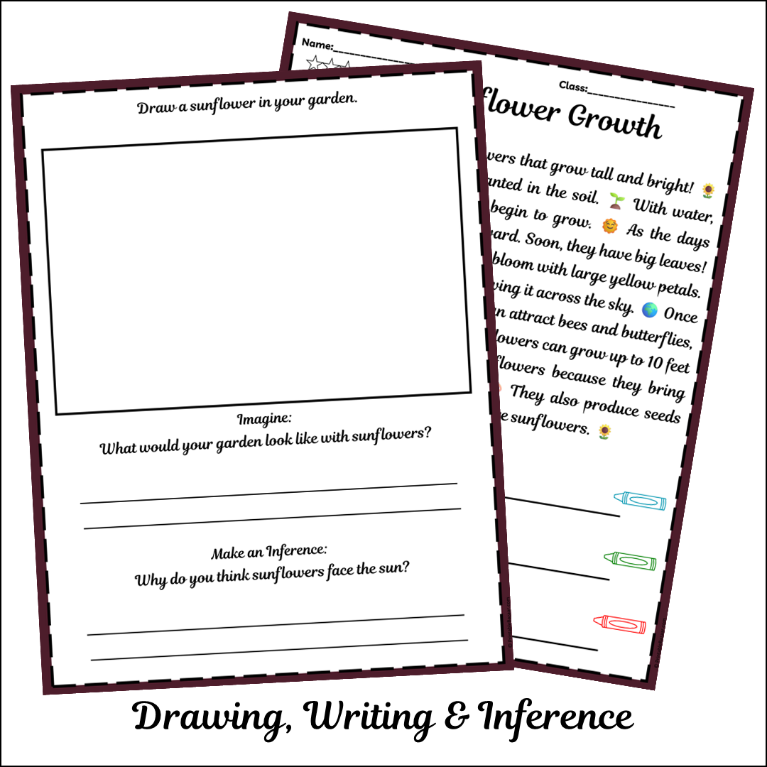 Sunflower Growth | Short Reading Comprehension Creative Worksheet
