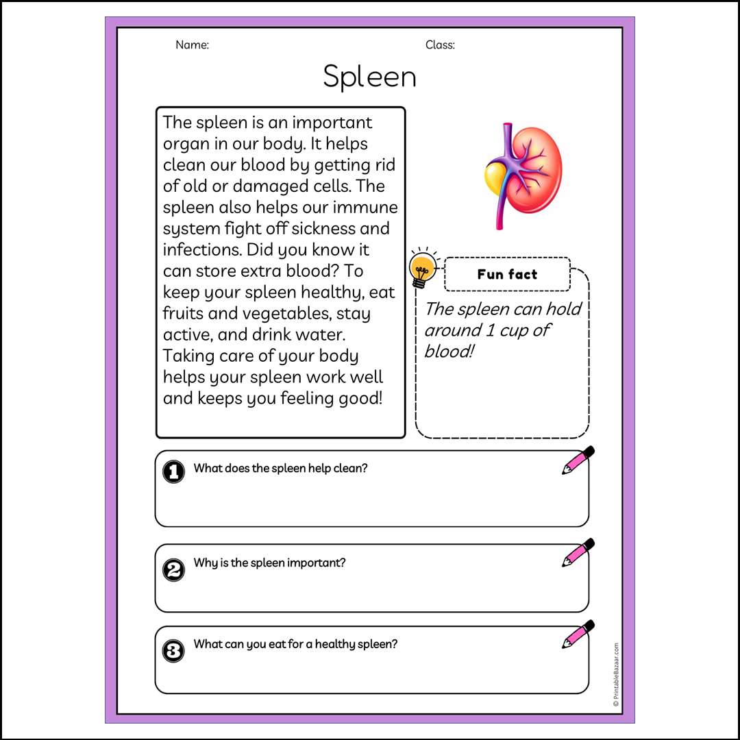 Spleen | Reading Passage Comprehension Questions Writing Facts Worksheet