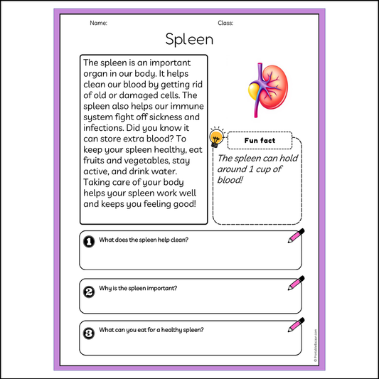 Spleen | Reading Passage Comprehension Questions Writing Facts Worksheet