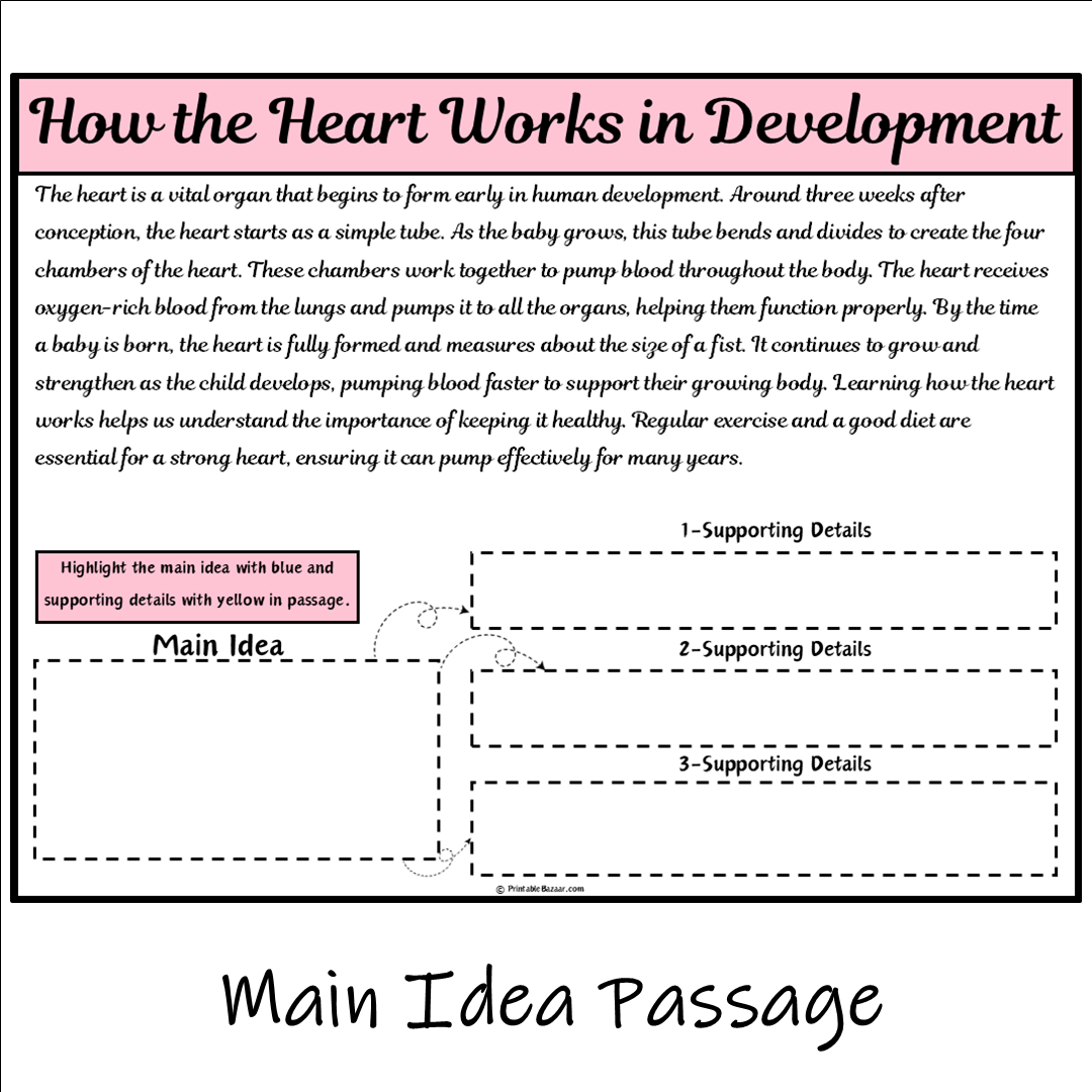 How the Heart Works in Development | Main Idea and Supporting Details Reading Passage and Questions