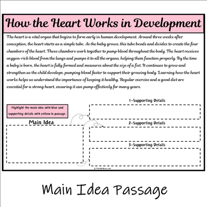 How the Heart Works in Development | Main Idea and Supporting Details Reading Passage and Questions