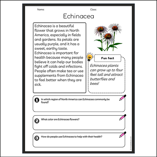 Echinacea | Reading Passage Comprehension Questions Writing Facts Worksheet