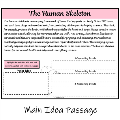 The Human Skeleton | Main Idea and Supporting Details Reading Passage and Questions