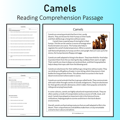 Camels | Reading Comprehension Passage Printable Worksheet