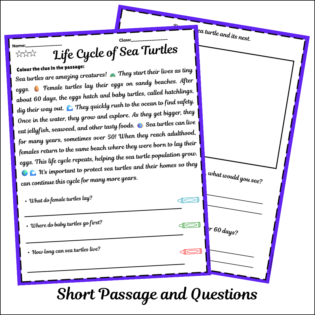 Life Cycle of Sea Turtles | Short Reading Comprehension Creative Worksheet