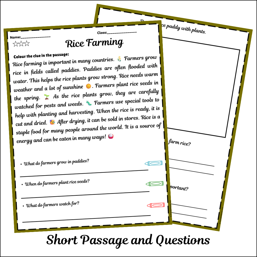 Rice Farming | Short Reading Comprehension Creative Worksheet