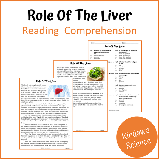 Role Of The Liver Reading Comprehension Passage and Questions | Printable PDF