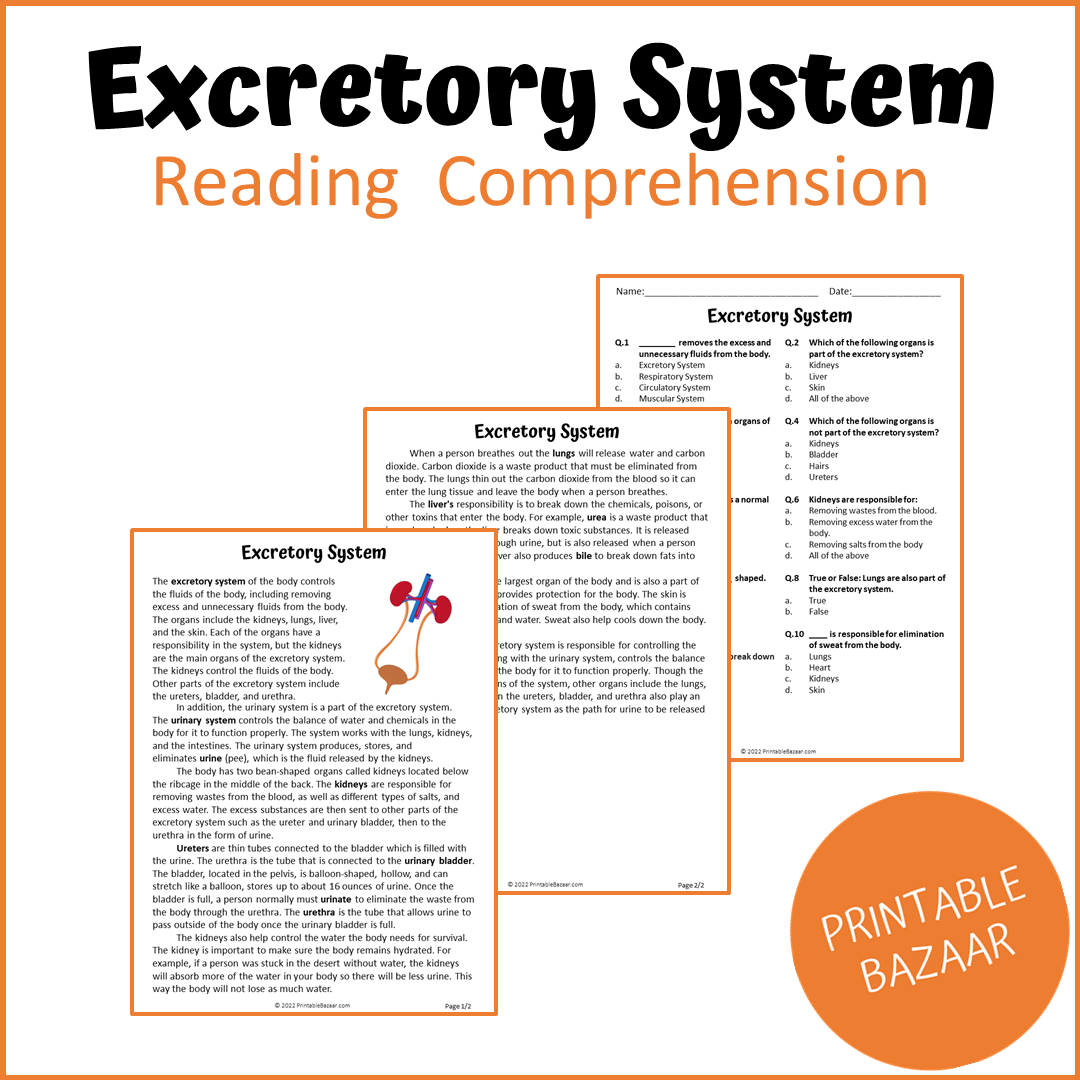 Excretory System Reading Comprehension Passage and Questions | Printable PDF
