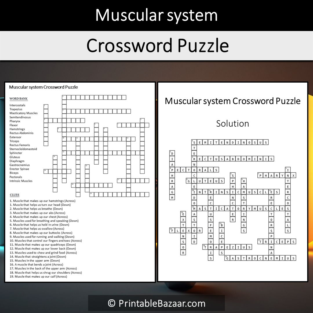 Muscular System Crossword Puzzle Worksheet Activity Printable PDF