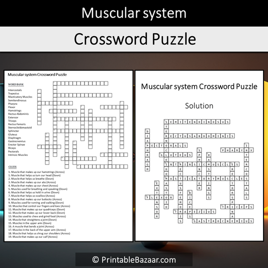 Muscular System Crossword Puzzle Worksheet Activity Printable PDF