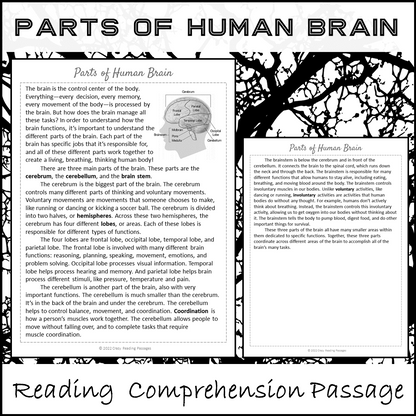 Parts Of Human Brain Reading Comprehension Passage and Questions | Printable PDF