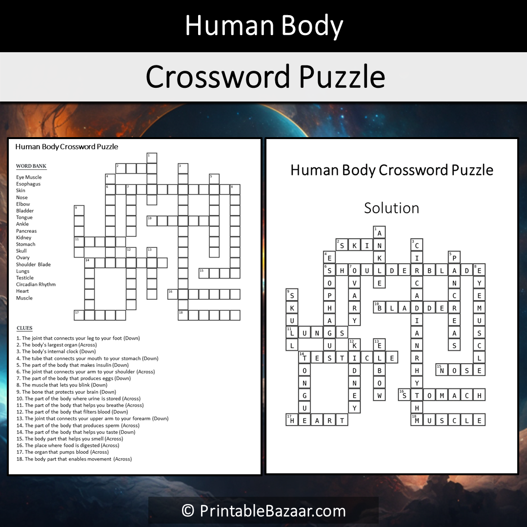 Human Body Crossword Puzzle Worksheet Activity Printable PDF